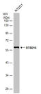 BTB Domain Containing 16 antibody, GTX120740, GeneTex, Western Blot image 