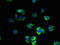 ATP Synthase Membrane Subunit DAPIT antibody, orb357491, Biorbyt, Immunofluorescence image 