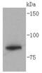 Glycogen Synthase 1 antibody, NBP2-67693, Novus Biologicals, Western Blot image 