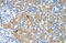 Lectin, Mannose Binding 2 antibody, 30-229, ProSci, Immunohistochemistry frozen image 