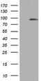 MYCBP Associated And Testis Expressed 1 antibody, TA802487S, Origene, Western Blot image 