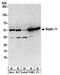 Septin 11 antibody, NBP2-32159, Novus Biologicals, Western Blot image 