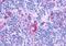 G Protein-Coupled Receptor 132 antibody, MBS246965, MyBioSource, Immunohistochemistry paraffin image 