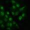 Glypican 5 antibody, A07532-1, Boster Biological Technology, Immunofluorescence image 