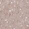 Talin 2 antibody, NBP2-62623, Novus Biologicals, Immunohistochemistry paraffin image 