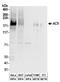 Adenylate Cyclase 9 antibody, A304-465A, Bethyl Labs, Western Blot image 