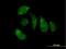 EHHADH antibody, H00001962-B01P, Novus Biologicals, Immunofluorescence image 