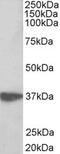 Aminoacyl TRNA Synthetase Complex Interacting Multifunctional Protein 1 antibody, MBS423063, MyBioSource, Western Blot image 