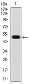 Eukaryotic Translation Initiation Factor 4B antibody, AM06769PU-N, Origene, Western Blot image 