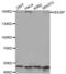 High Density Lipoprotein Binding Protein antibody, abx004636, Abbexa, Western Blot image 