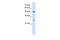 SH3 Domain Binding Glutamate Rich Protein antibody, GTX46529, GeneTex, Western Blot image 