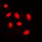 MutY DNA Glycosylase antibody, orb216162, Biorbyt, Immunofluorescence image 