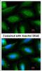 F-Box And Leucine Rich Repeat Protein 2 antibody, NBP1-33641, Novus Biologicals, Immunofluorescence image 