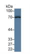 5'-Nucleotidase Ecto antibody, LS-C692157, Lifespan Biosciences, Western Blot image 