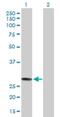 RNA polymerase transcriptional regulation mediator subunit 7 homolog antibody, H00009443-B01P, Novus Biologicals, Western Blot image 