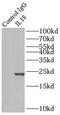 Interleukin 18 antibody, FNab06764, FineTest, Immunoprecipitation image 