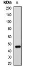 GATA Binding Protein 3 antibody, LS-C356055, Lifespan Biosciences, Western Blot image 