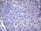 Colony Stimulating Factor 2 antibody, LS-C794212, Lifespan Biosciences, Immunohistochemistry paraffin image 