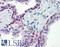 Heat Shock Transcription Factor 1 antibody, LS-B2951, Lifespan Biosciences, Immunohistochemistry frozen image 