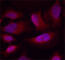 Activating Transcription Factor 2 antibody, AP0308, ABclonal Technology, Immunofluorescence image 
