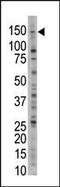 Ubiquitin carboxyl-terminal hydrolase 28 antibody, PA5-12034, Invitrogen Antibodies, Western Blot image 