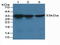 Cyclin Dependent Kinase 2 antibody, LS-C294109, Lifespan Biosciences, Western Blot image 