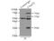 C9orf72-SMCR8 Complex Subunit antibody, 22637-1-AP, Proteintech Group, Immunoprecipitation image 