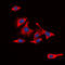 Il13r antibody, abx121994, Abbexa, Western Blot image 