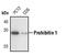 Prohibitin antibody, PA5-17325, Invitrogen Antibodies, Western Blot image 