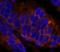 Eukaryotic translation initiation factor 4E transporter antibody, IHC-00127, Bethyl Labs, Immunohistochemistry frozen image 