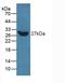 Talin 1 antibody, LS-C298012, Lifespan Biosciences, Western Blot image 