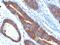 Mucin 3A, Cell Surface Associated antibody, NBP2-48415, Novus Biologicals, Immunohistochemistry paraffin image 
