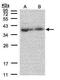 Mitochondrial Ribosomal Protein L3 antibody, PA5-21892, Invitrogen Antibodies, Western Blot image 