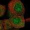 CPN3 antibody, PA5-56186, Invitrogen Antibodies, Immunofluorescence image 