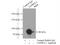 Prolyl 3-hydroxylase 2 antibody, 15723-1-AP, Proteintech Group, Immunoprecipitation image 