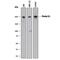 PLXND1 antibody, AF4160, R&D Systems, Western Blot image 