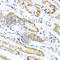 Lysozyme antibody, A2503, ABclonal Technology, Immunohistochemistry paraffin image 