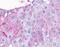 Putative trace amine-associated receptor 3 antibody, NLS2573, Novus Biologicals, Immunohistochemistry frozen image 