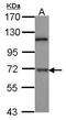 Dual Specificity Tyrosine Phosphorylation Regulated Kinase 1B antibody, PA5-27747, Invitrogen Antibodies, Western Blot image 