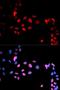 MYC Associated Factor X antibody, LS-C335762, Lifespan Biosciences, Immunofluorescence image 