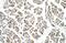 EGF Like Domain Multiple 8 antibody, NBP1-57964, Novus Biologicals, Immunohistochemistry paraffin image 