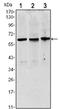 Tubulin Alpha 1a antibody, AM06532SU-N, Origene, Western Blot image 
