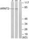 Aryl Hydrocarbon Receptor Nuclear Translocator 2 antibody, abx013804, Abbexa, Western Blot image 