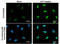 Checkpoint Kinase 1 antibody, GTX100065, GeneTex, Immunofluorescence image 