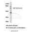 Protein Kinase C Theta antibody, A01293, Boster Biological Technology, Western Blot image 