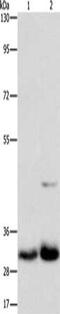 N-Methylpurine DNA Glycosylase antibody, CSB-PA658038, Cusabio, Western Blot image 