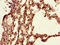 Poly(A) Binding Protein Interacting Protein 2 antibody, CSB-PA859027LA01HU, Cusabio, Immunohistochemistry paraffin image 