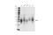 Bone Marrow Stromal Cell Antigen 2 antibody, 19277S, Cell Signaling Technology, Western Blot image 