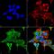 Adrenoceptor Alpha 2C antibody, MA5-27724, Invitrogen Antibodies, Immunofluorescence image 
