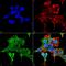 Adrenoceptor Alpha 2C antibody, MA5-27724, Invitrogen Antibodies, Immunofluorescence image 